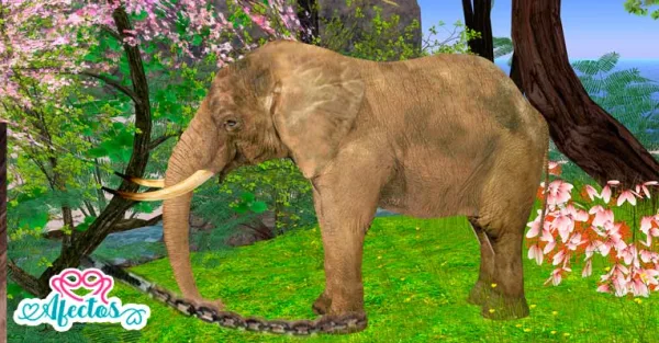 “El elefante encadenado”