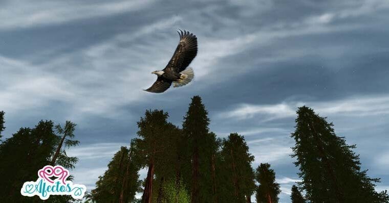 PARA CRIAR HIJOS RESPONSABLES, APRENDE DEL ÁGUILA.