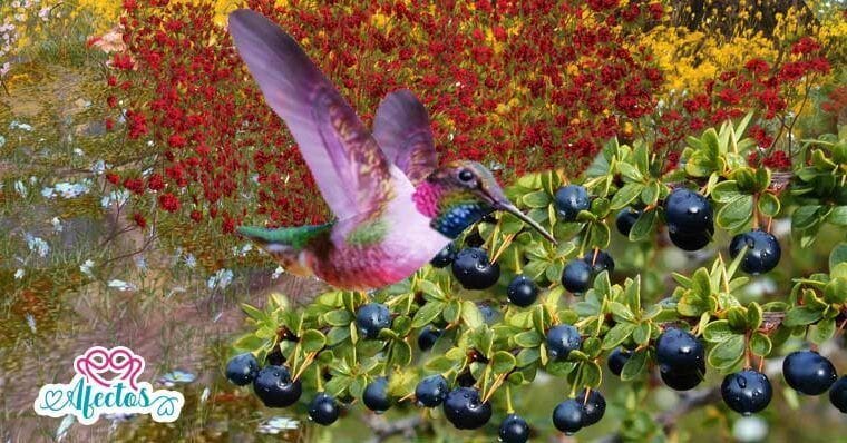 El Mito del Calafate