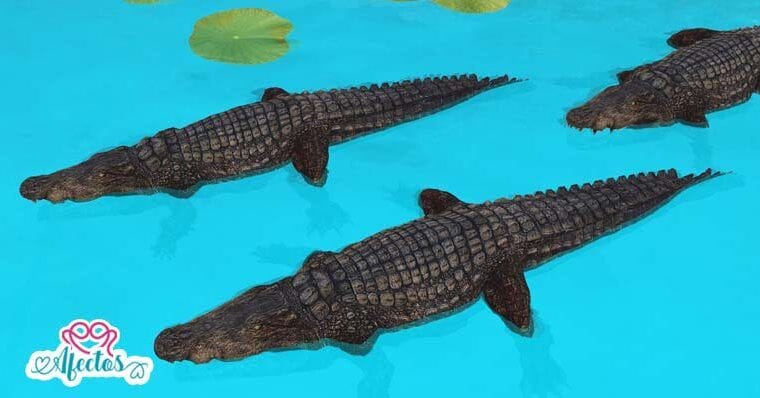 La Piscina con cocodrilos 