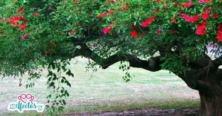 La leyenda de la Flor del ceibo