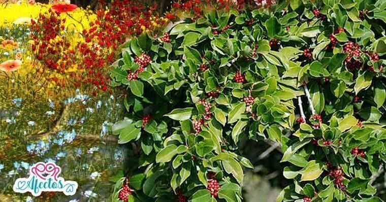 La leyenda de la Yerba Mate