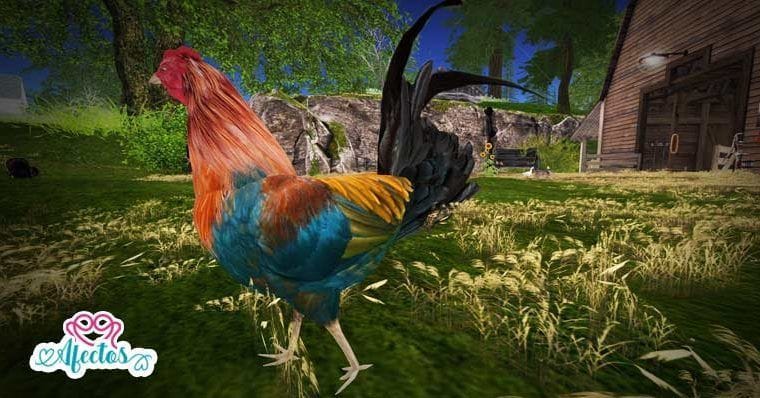 <strong>La historia del gallo viejo</strong>