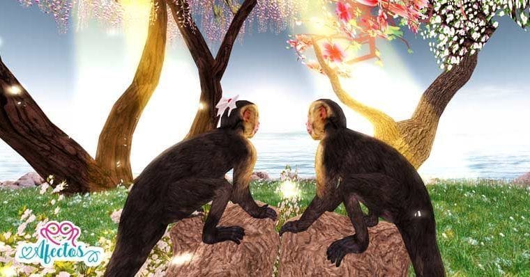 EL MONO Y LA MONA DISCUTEN por Paulo Coelho