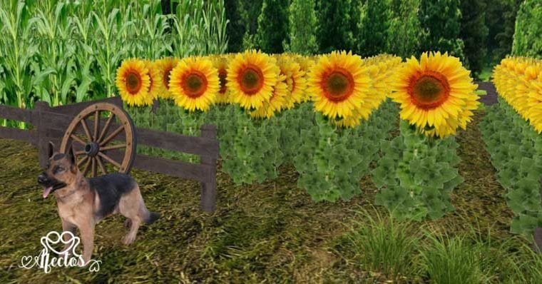 Sé como los girasoles