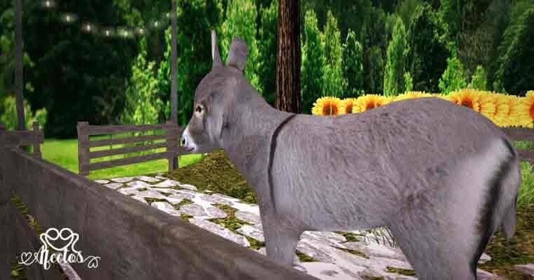 El burro desobediente