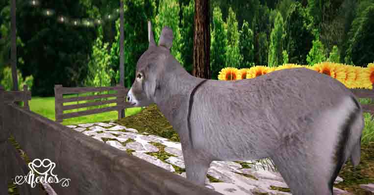 El burro desobediente