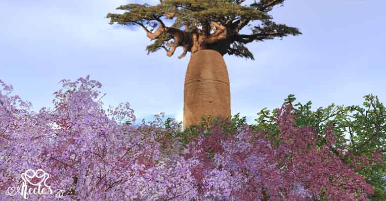 El Baobab: La Soberbia que Tocó el Cielo (y Cayó)