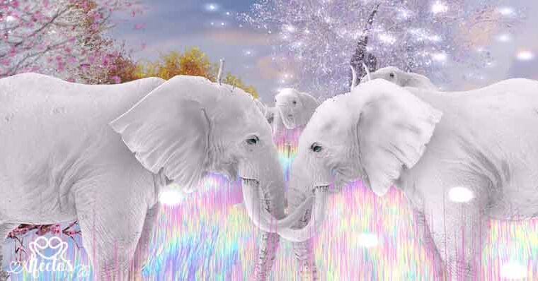 El elefante que perdió su anillo de boda