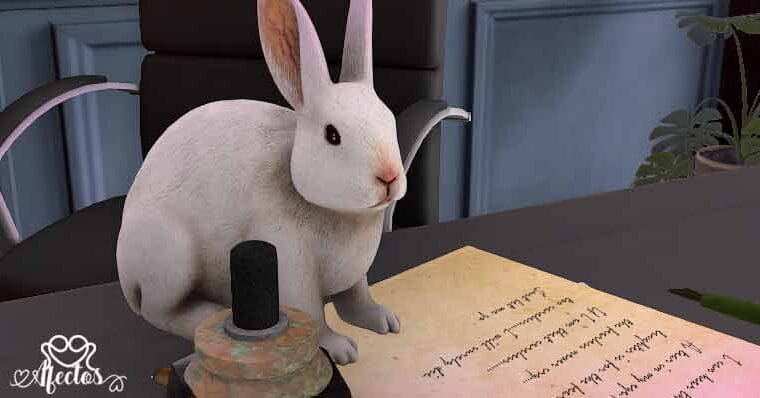 Disculpa de un conejo